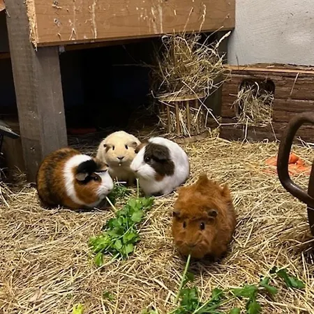 Ferien Und Freizeithof Engelau - Zi 1 *